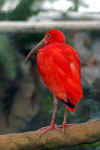 Scarlet Ibis