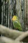 Yellow-headed Amazon Parrot