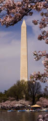 around the Tidal Basin