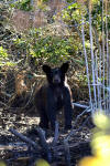 Alligator River National Wildlife Refuge