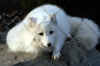 Arctic Fox - 01/15