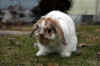 Emiley's Bunny - Lucy