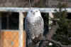 Snowy Owl - 01/15